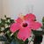 Yeimi Haxo's profile image