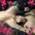 Sandy Brandt Owens's profile image