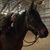 Amanda Shear's profile image