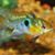 TropicalFish Fancier's profile image