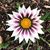 Becca Gaumer Dreer's profile image