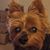 Dana L Bailey's profile image