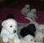 Alta Louise Chase's profile image