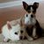 Pamela Mullinax Starkey's profile image