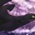 Shawn Juneman's profile image