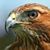 Joel Marshall's profile image