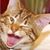 Elizabeth A. Zimmerman's profile image