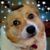 Lisa Romano-Pupis's profile image