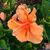 Cyndi Tumminia's profile image