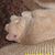 Sue Trossen's profile image