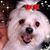 Dana Jacobson's profile image