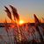 Celia Buzby's profile image