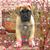 Sharon Cook's profile image