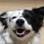 Makin Do Border Collies's profile image