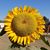 Amy Austin Hanson's profile image