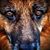 Carla Capriati's profile image