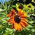 Patricia Millen's profile image