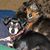 Elaine Eveland Buck's profile image