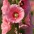 Kristine Johanson's profile image