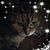Darrin Mitchell's profile image