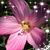 Jane Marsella's profile image