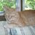 Sharon McCutcheon's profile image