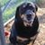 Ruthie Augustein's profile image