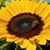 Margaret Hayes's profile image