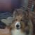 Dan Belanger's profile image