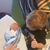 Sharon Kinnunen's profile image