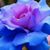 Cindi Kent's profile image