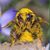 Marie Brayman's profile image