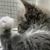 Cheryl Groat's profile image