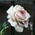 Trina Holmes's profile image