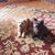 Evie Eisenstein McKee's profile image