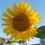 Robin Torgerson's profile image