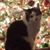 Dotty Cook Barnhill's profile image