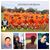 Ismael Eduardo Cahueque's profile image