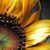 Shannon Williamsen Horton's profile image