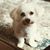 Lacey Vassallo's profile image