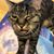 Karen Houglin Haake's profile image
