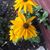 Vick Weaver's profile image