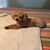 Wendy Cantrell Chappell's profile image