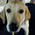 Shari Elizabeth's profile image