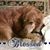 Susan Cave's profile image