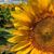 Holly Smith's profile image