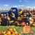 Linda Fortney-Gifford's profile image