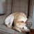 Linda Davies's profile image
