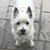 Shonda Link's profile image