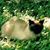 Roxanne Merrow's profile image